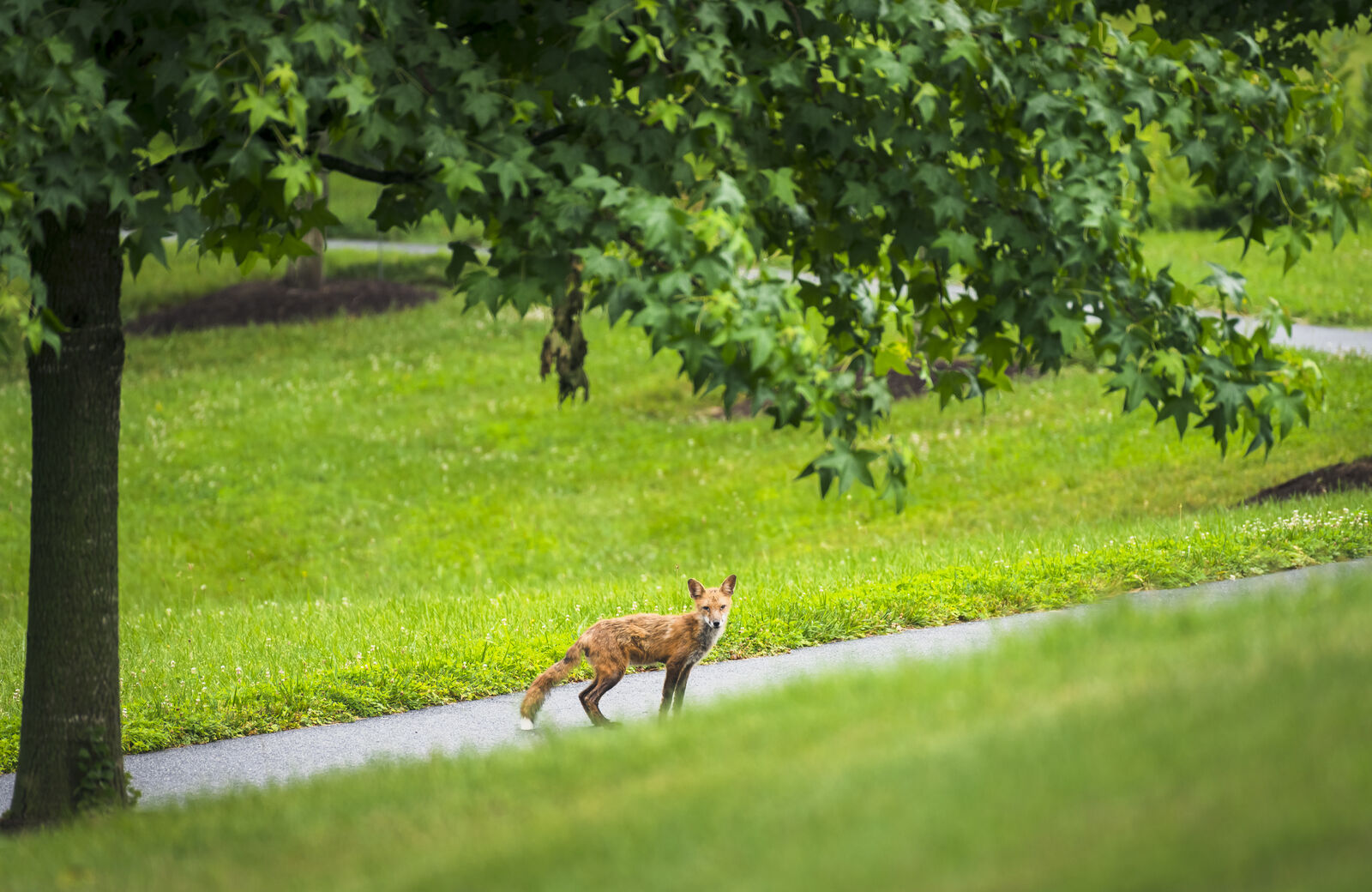 fox in nature preserve on AMV campus